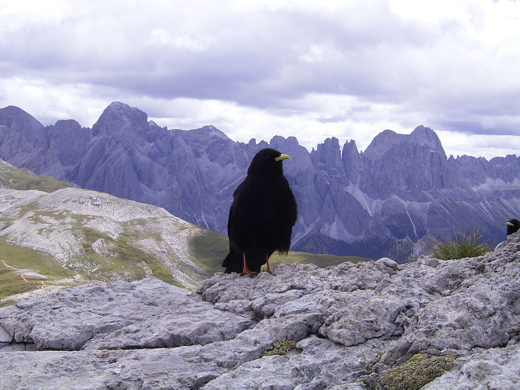 Image of Alpine Chough