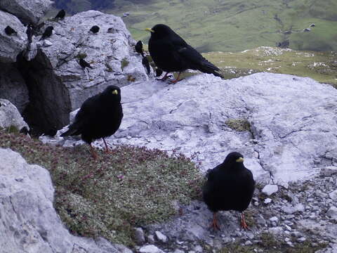 Image of Alpine Chough