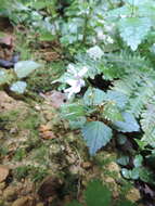 Image of Impatiens bequaertii De Wild.