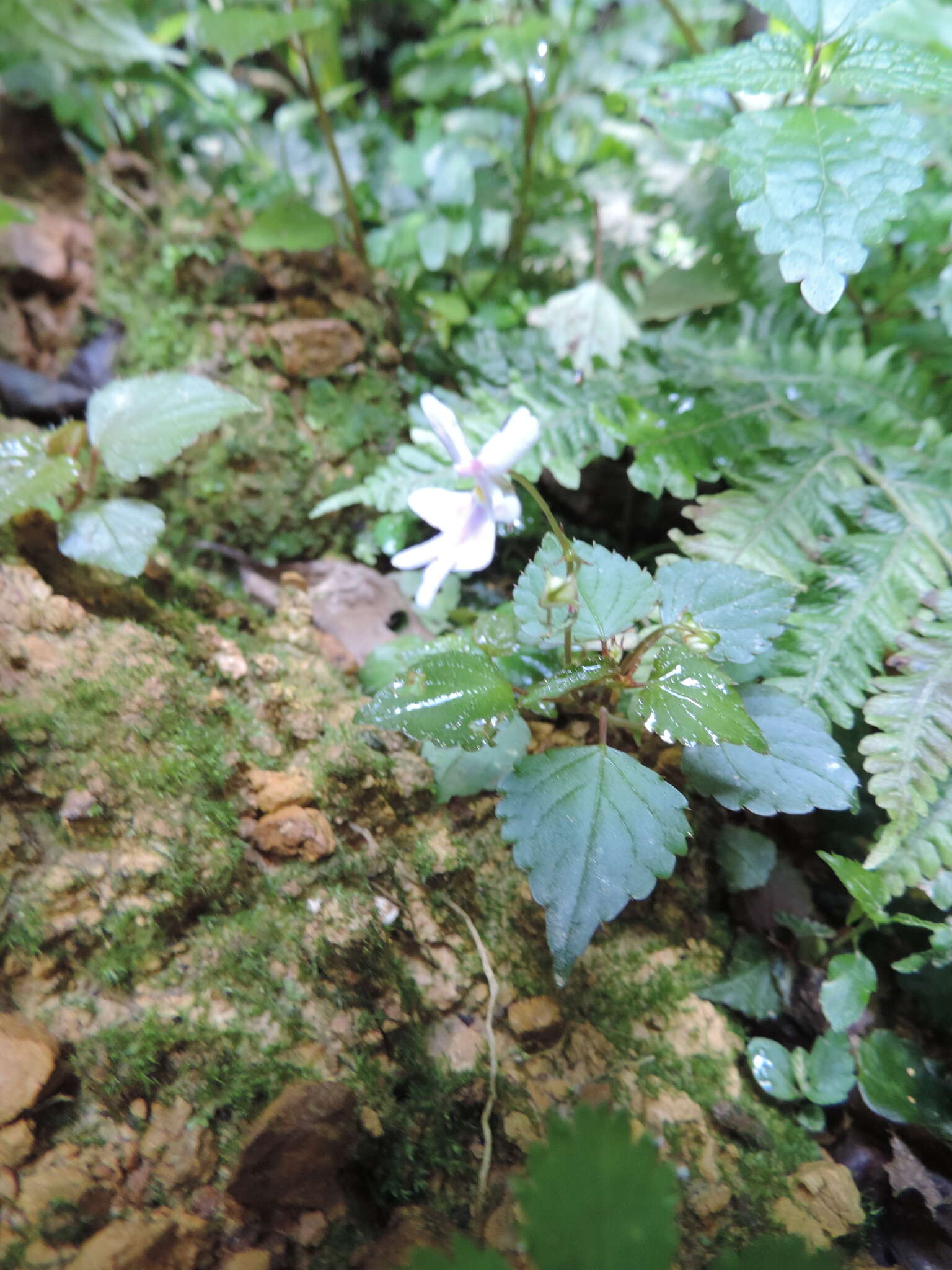 Image of Impatiens bequaertii De Wild.