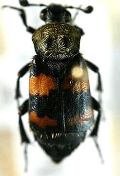 Image of Tomentose Burying Beetle