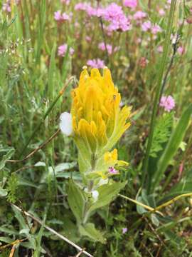 Image of golden Indian paintbrush