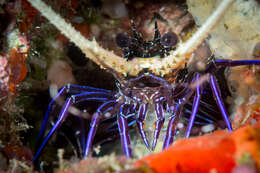 Image of Painted Spiny Lobster