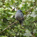 Image of Nilgiri Flycatcher