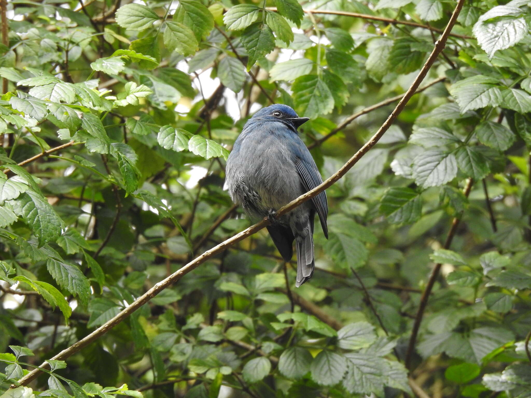 Image of Nilgiri Flycatcher