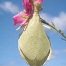 Image of Trolicaphyllium brachysoma (Sharp 1898)