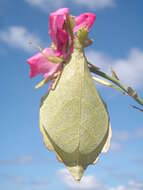 Image of Trolicaphyllium brachysoma (Sharp 1898)