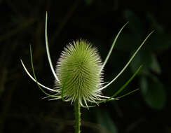 Image of Dipsacus fullonum