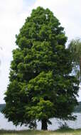 Image of Bald Cypress