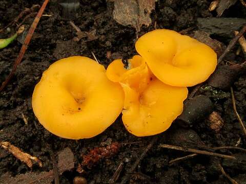 Image of Phaeohelotium baileyanum Baral & R. Galán 2013