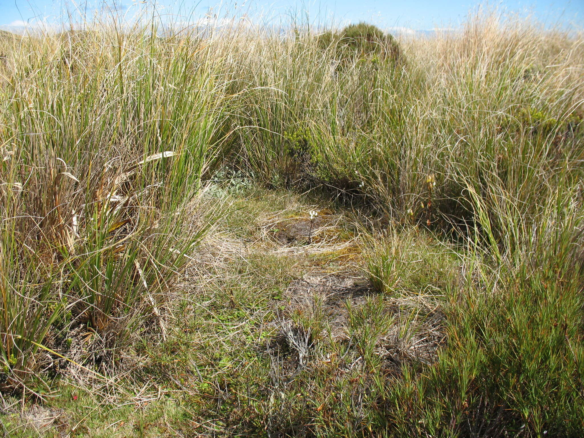 Plancia ëd Rytidosperma gracile (Hook. fil.) Connor & Edgar