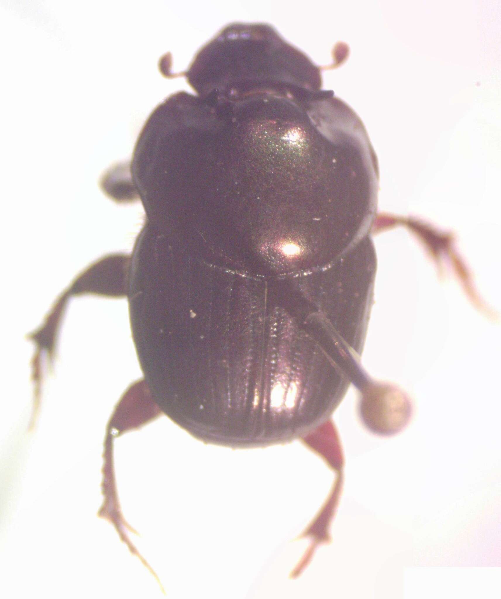 Image of Onthophagus batesi Howden & Cartwright 1963