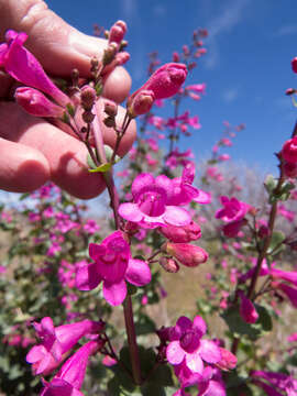 Image of desert penstemon