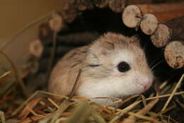 Image of Desert Hamster