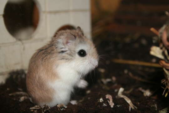 Image of Desert Hamster