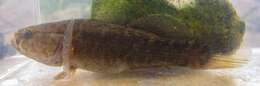 Image of Spine-cheek gudgeon