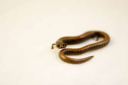 Image of Gabilan Mountains Slender Salamander