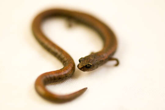 Image of Gabilan Mountains Slender Salamander