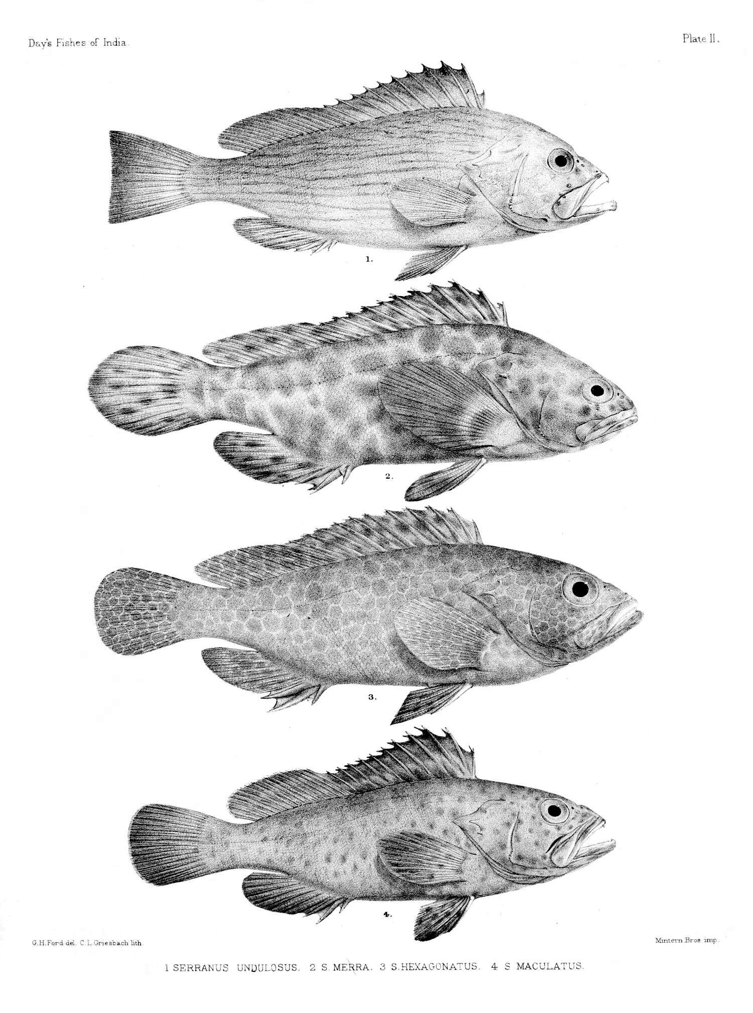 Epinephelus merra Bloch 1793 resmi