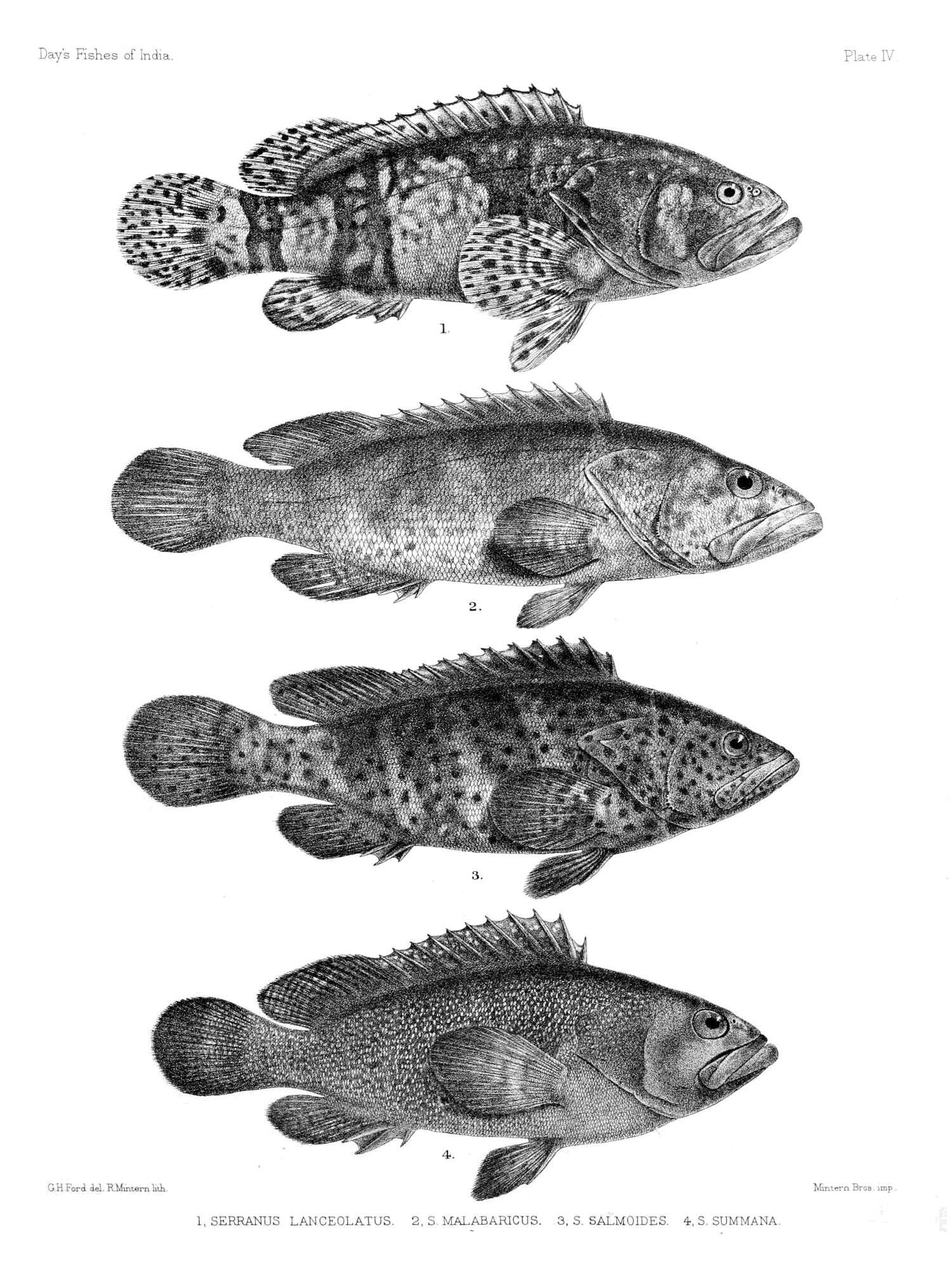 Image of Brindle Bass