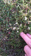 Image of squinancywort