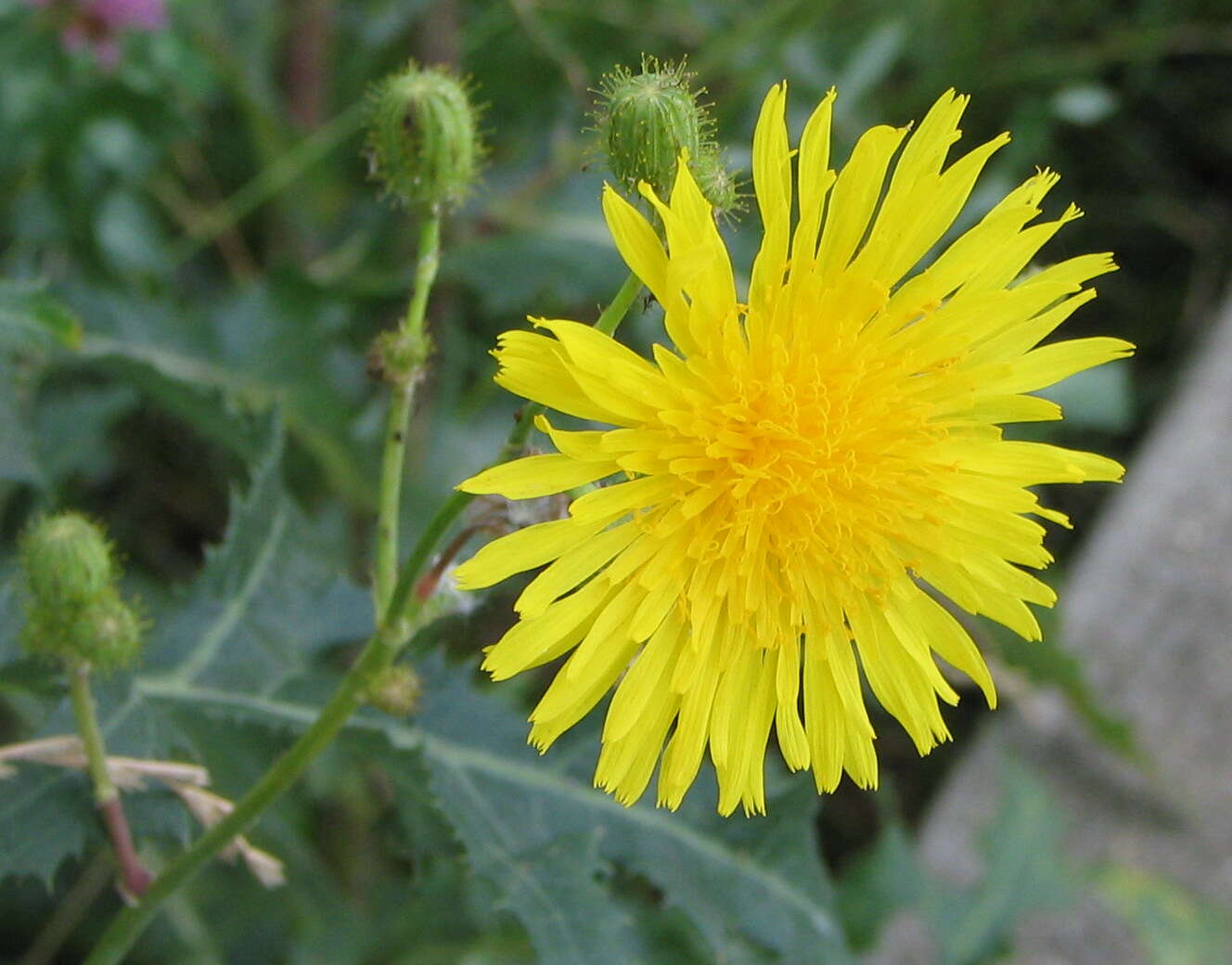 Plancia ëd Sonchus arvensis L.