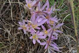 Image of Colchicum haynaldii Heuff.