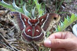 Image of Glover's Silkmoth