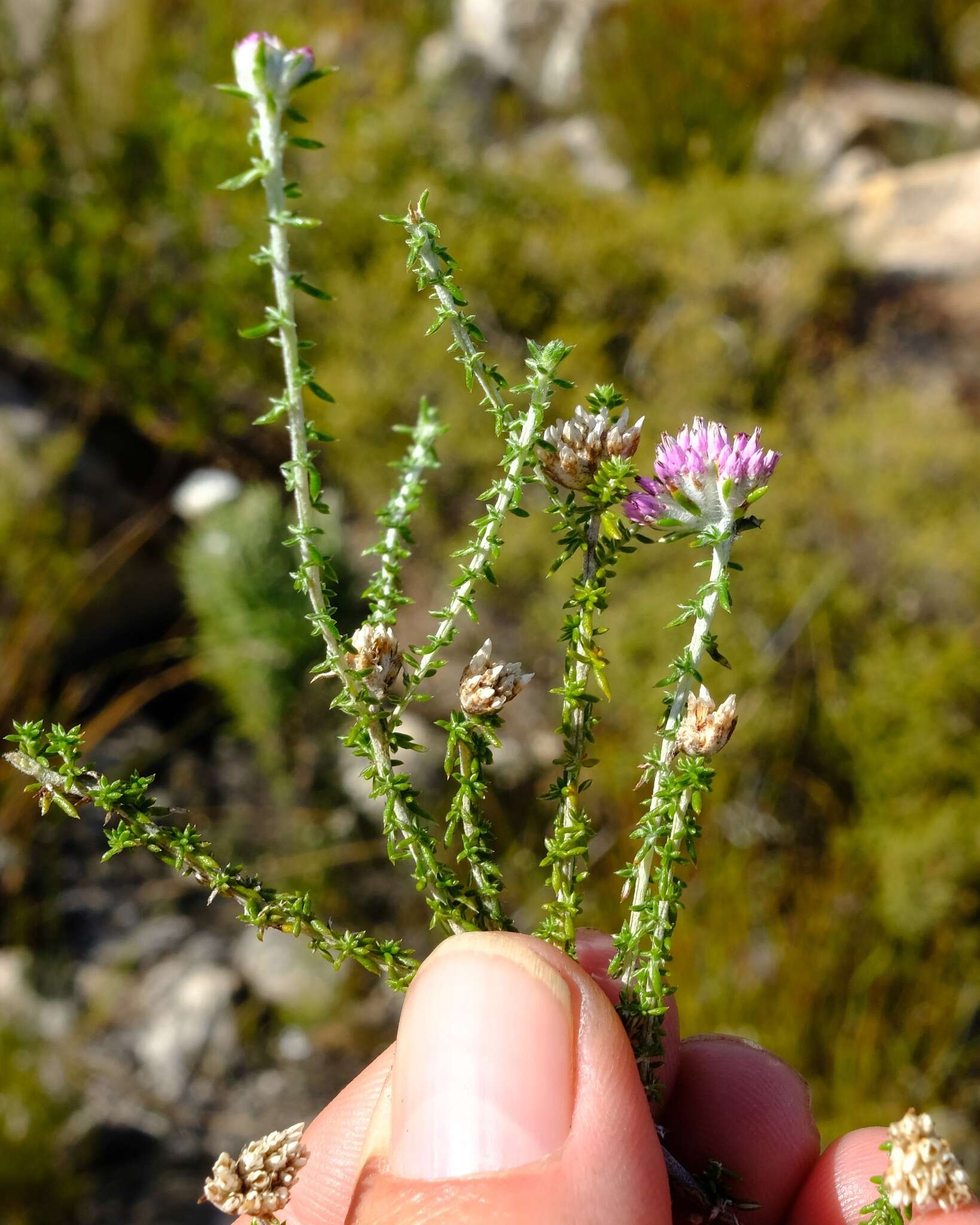 Image of Metalasia rogersii S. Moore