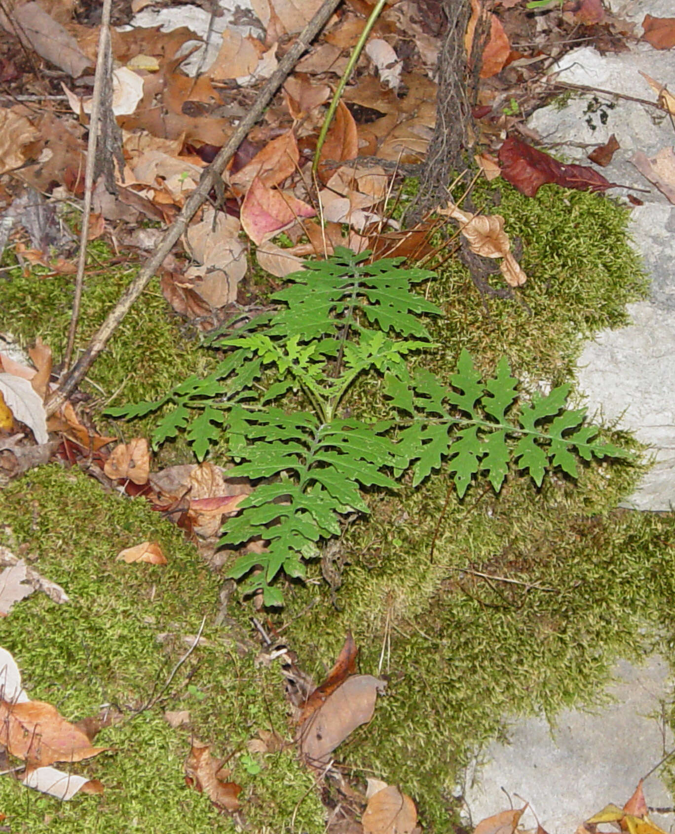 Plancia ëd Polymnia johnbeckii D. Estes