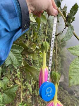 Image of Passiflora coactilis (Mast.) Killip