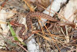 Image of Sistrurus miliarius miliarius (Linnaeus 1766)