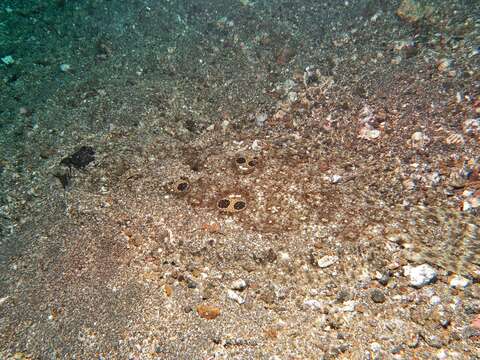 Image of Ocellated flounder