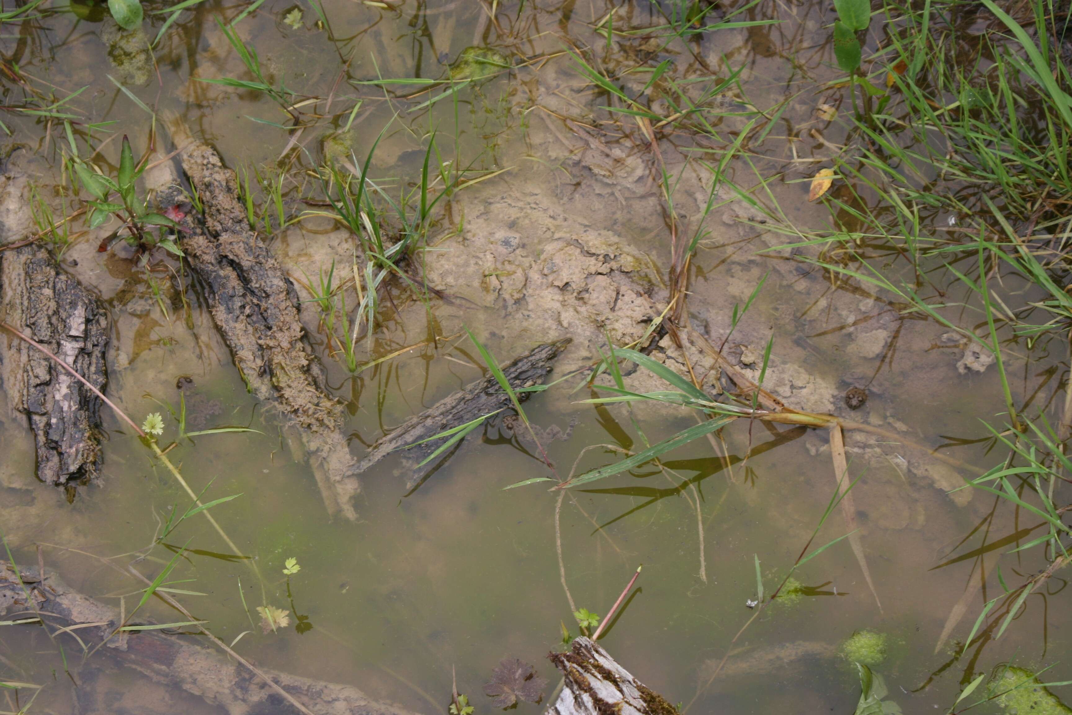 Image of Yellow–bellied Toad