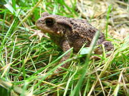 Image of Common Toad