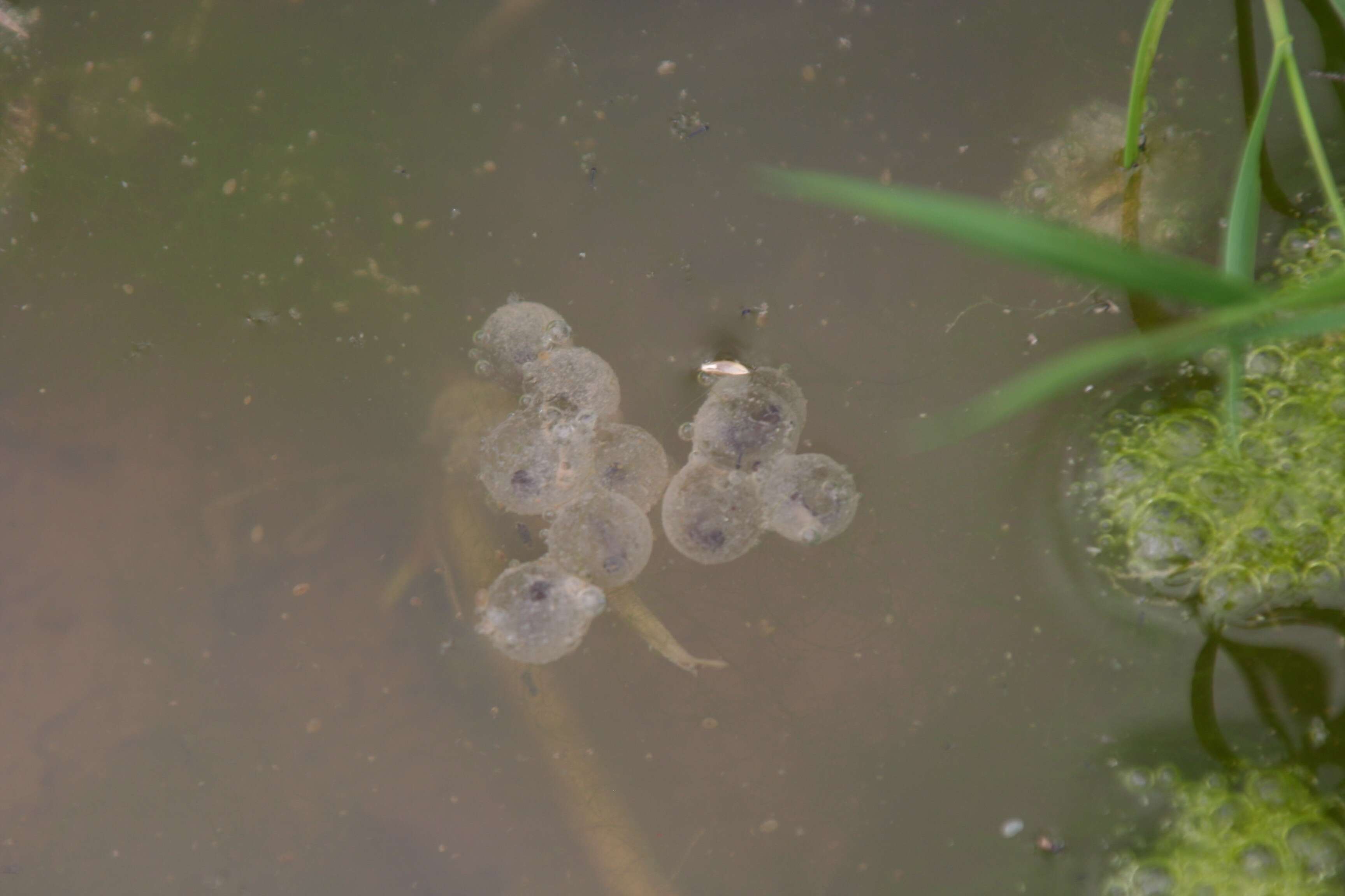 Image of Yellow–bellied Toad