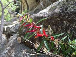 Imagem de Lobelia laxiflora Kunth