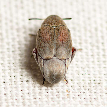 Image of Leaf beetle