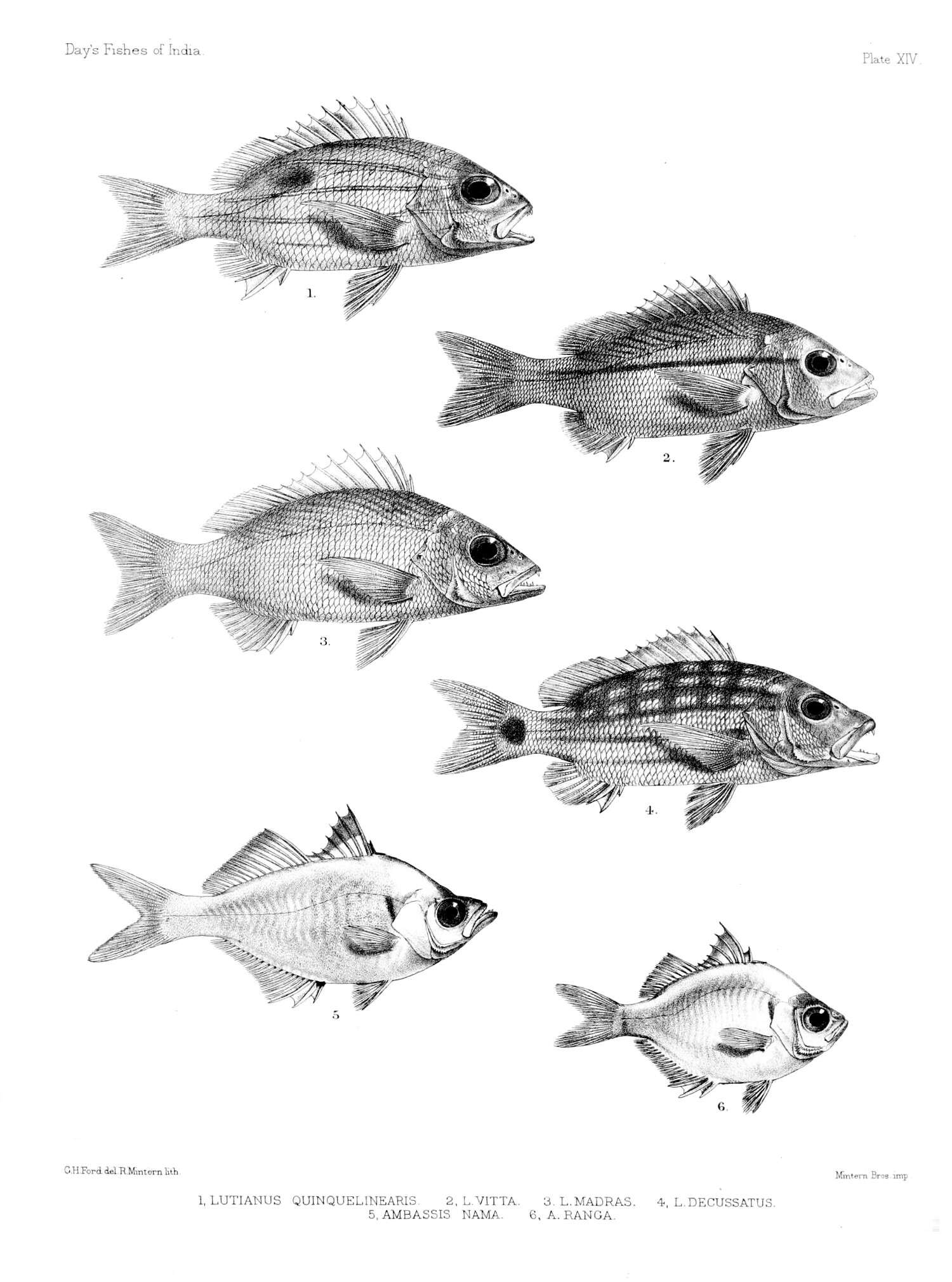 Image of Checkered Seaperch