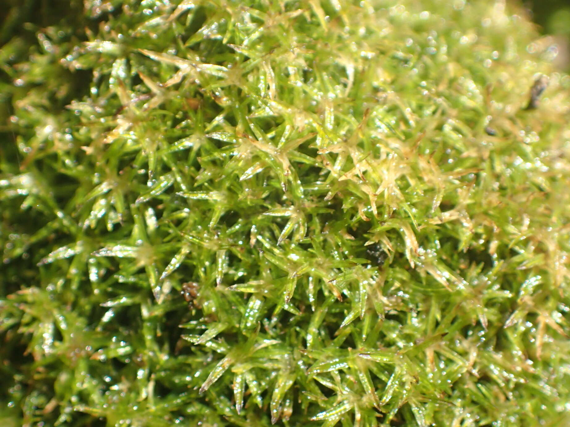 Image of Gaudichaud's syrrhopodon moss