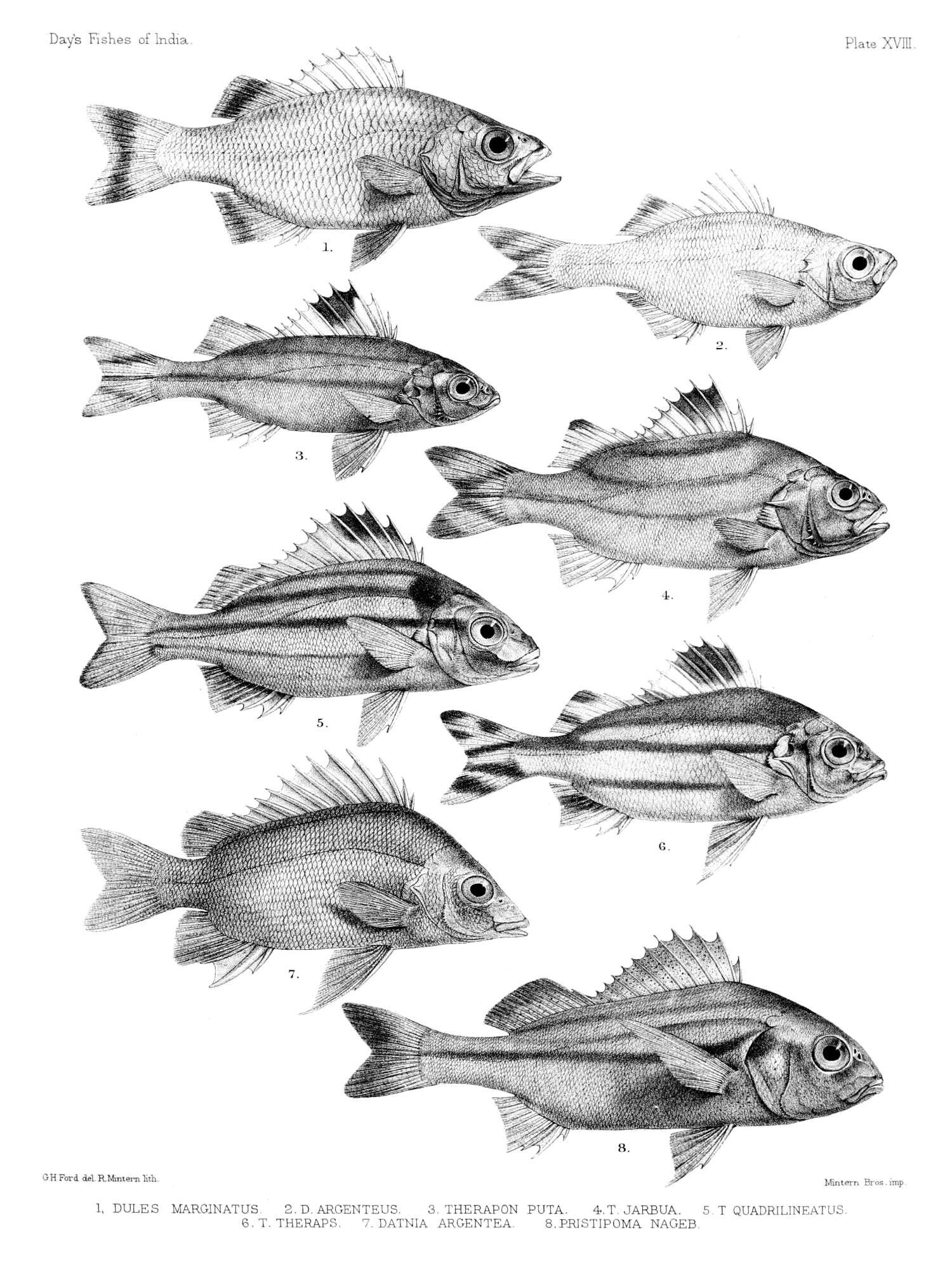 Image of Javelinfish