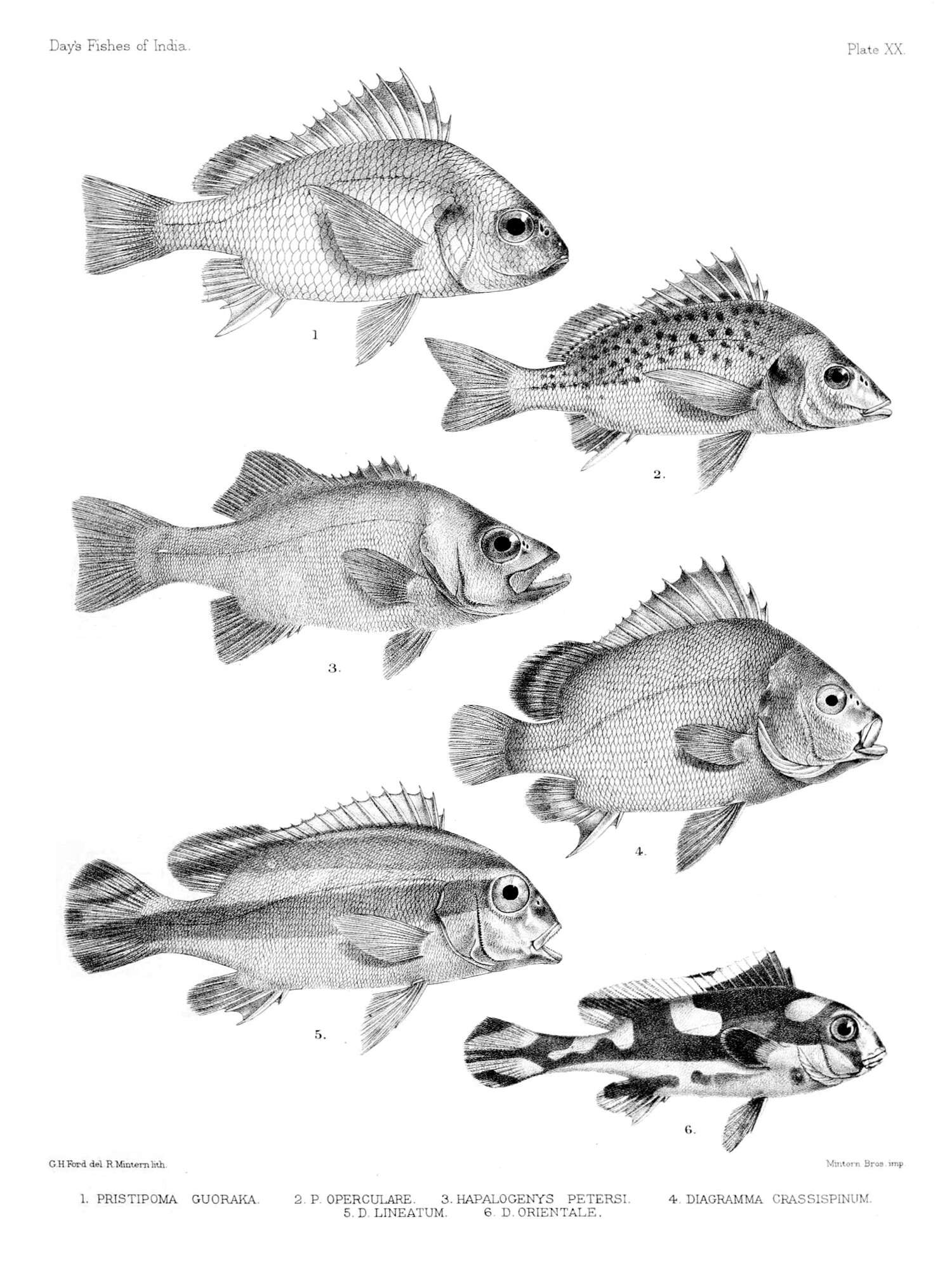 Image of Dotted sweetlips