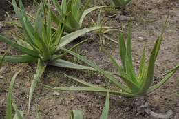 Image of Aloe vera