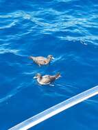 Image of Flesh-footed Shearwater