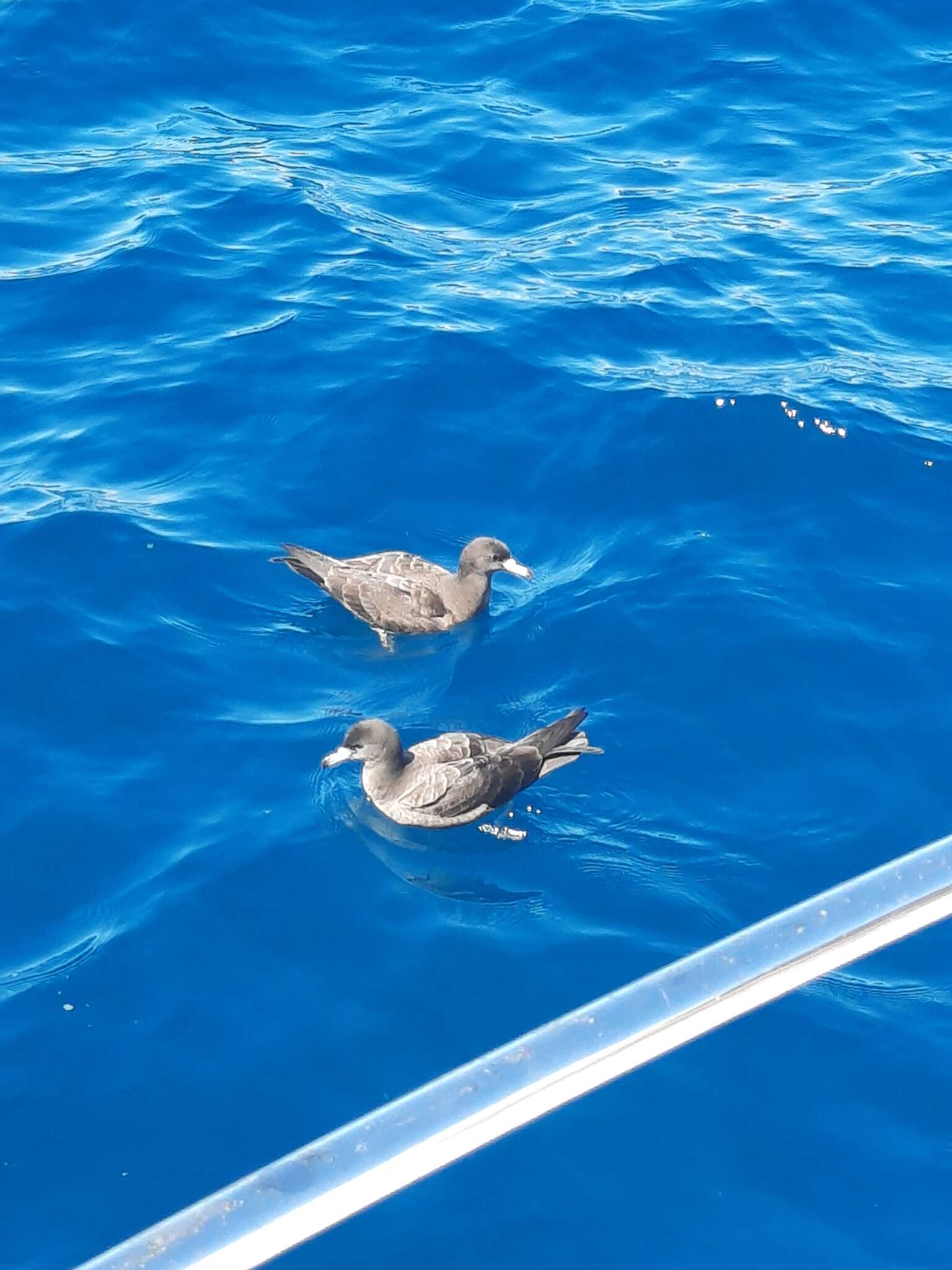 Image of Flesh-footed Shearwater