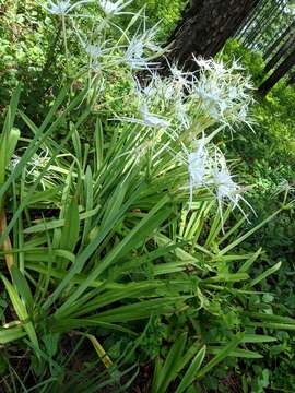 Image of Northern spiderlily