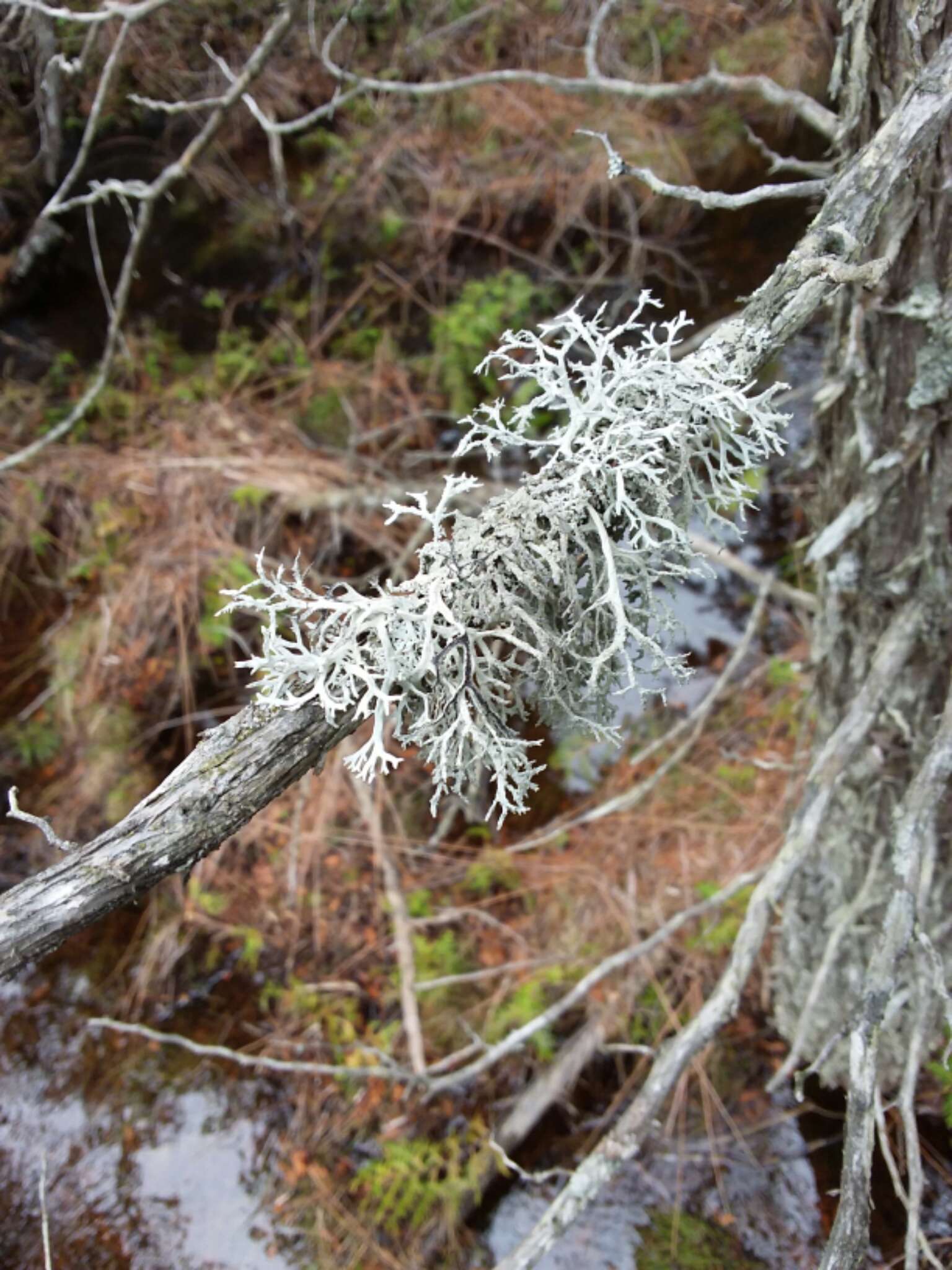 Image of light and dark lichen