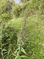 Image of sawtooth wormwood