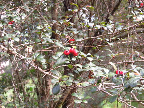 Image of Crataegus lindenii Stapf