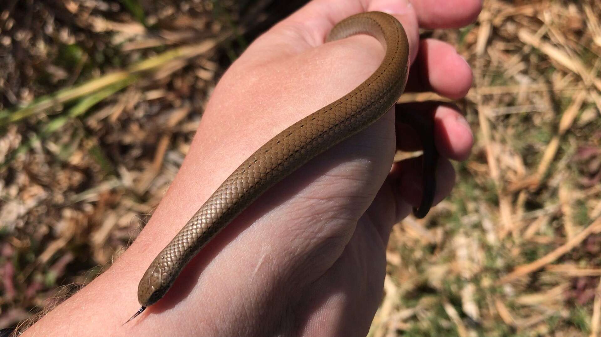 Image of Duberria lutrix lutrix (Linnaeus 1758)